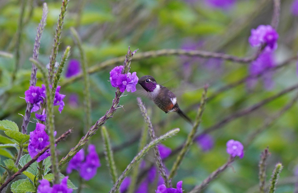 magentakolibri - ML613092747