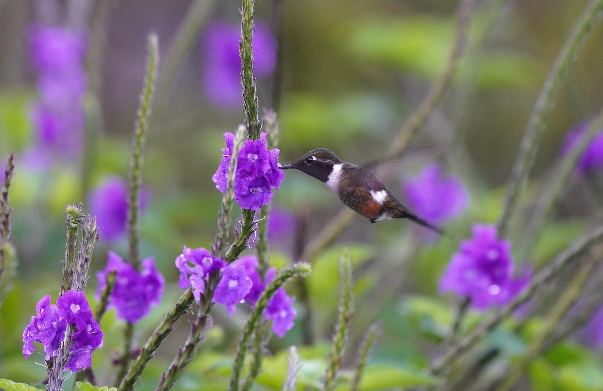 Magenta-throated Woodstar - ML613092748