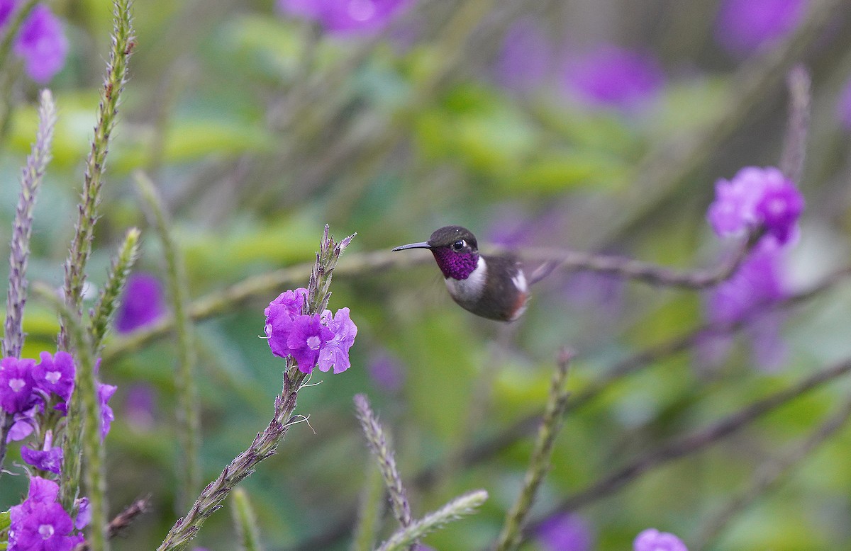 Magenta-throated Woodstar - Tim Avery