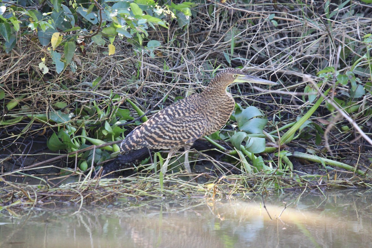 Bare-throated Tiger-Heron - Brian O'Connor