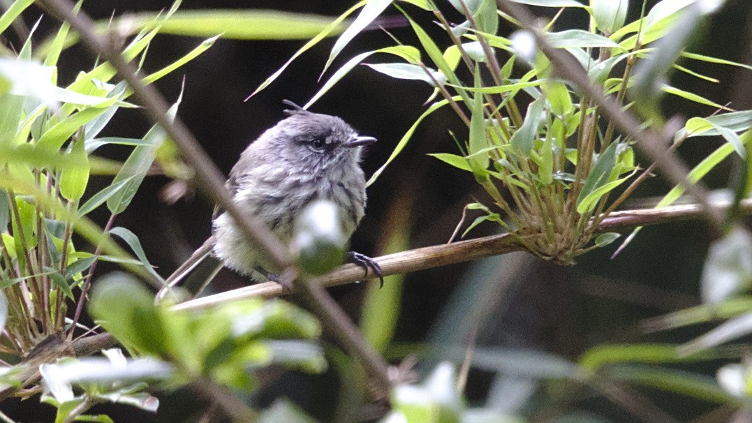 Tufted Tit-Tyrant - ML613092758