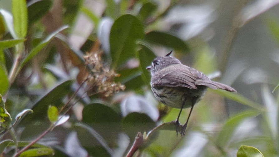 Tufted Tit-Tyrant - ML613092760