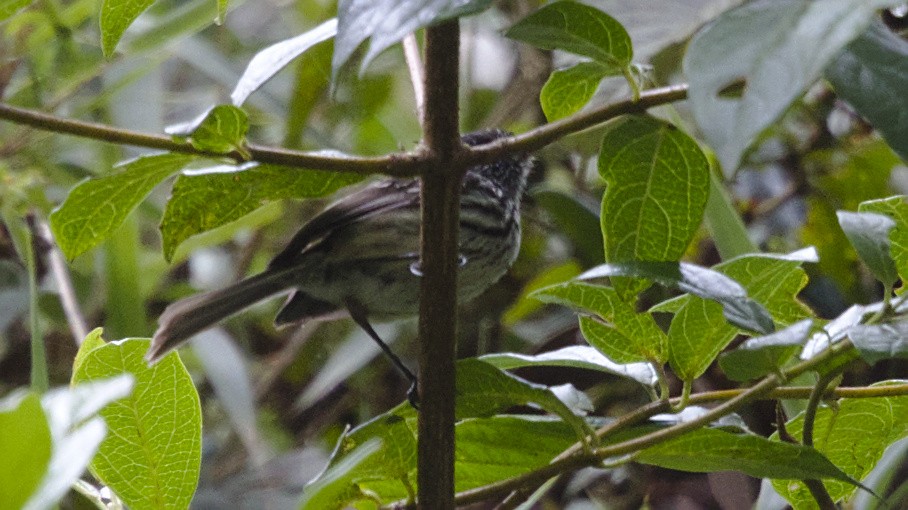 Tufted Tit-Tyrant - ML613092761