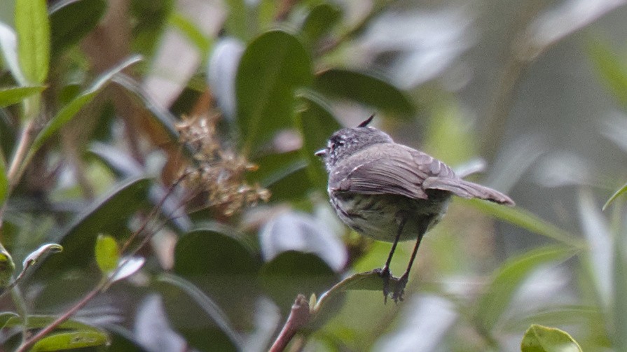 Tufted Tit-Tyrant - ML613092762