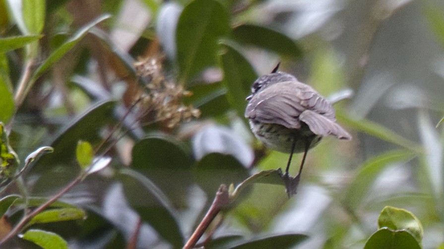 Tufted Tit-Tyrant - ML613092763