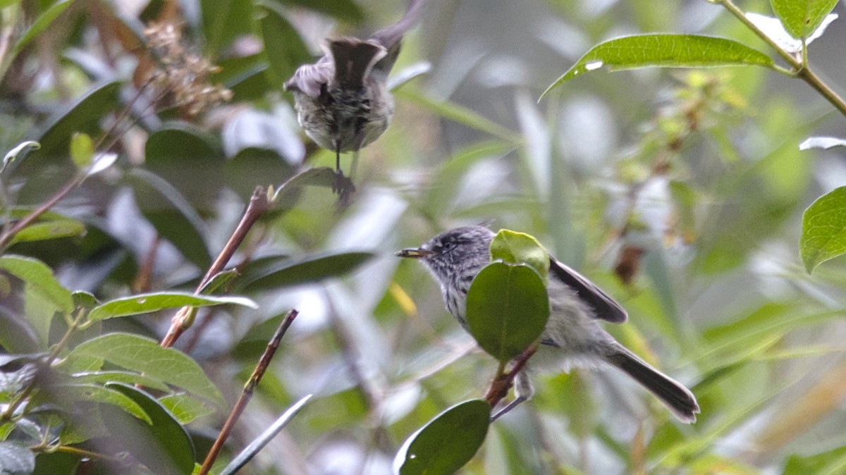 Tufted Tit-Tyrant - ML613092765