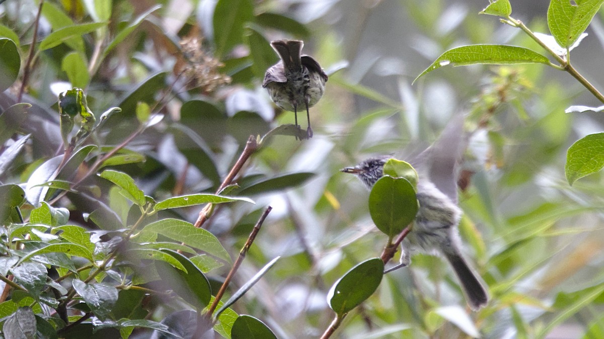 Tufted Tit-Tyrant - ML613092766