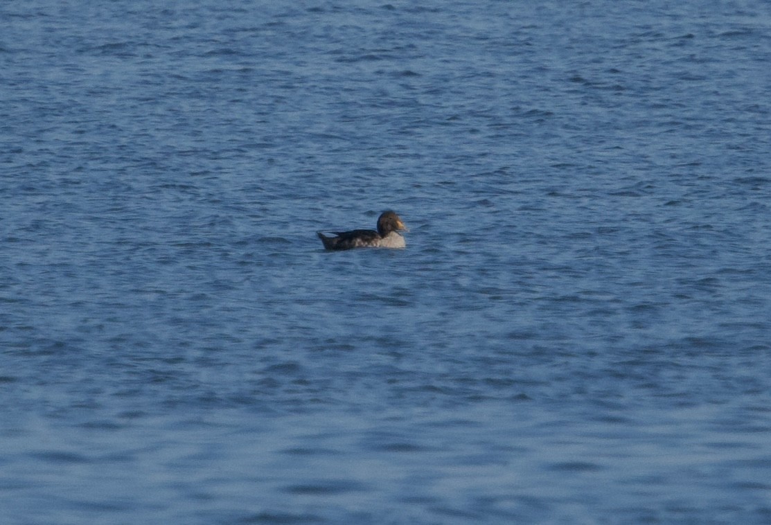 King Eider - ML613092781