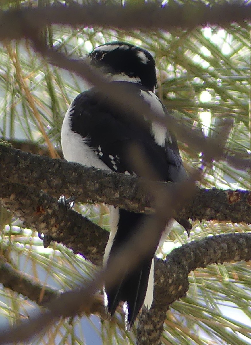 Hairy Woodpecker - ML613092901