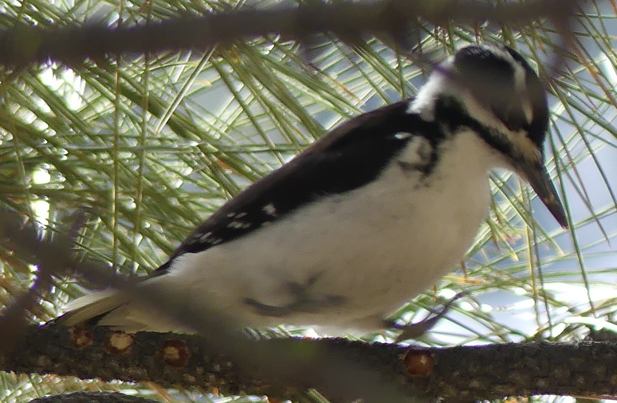 Hairy Woodpecker - ML613092902