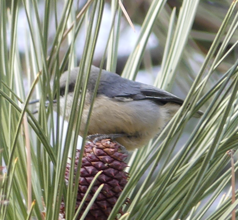 Pygmy Nuthatch - ML613092907