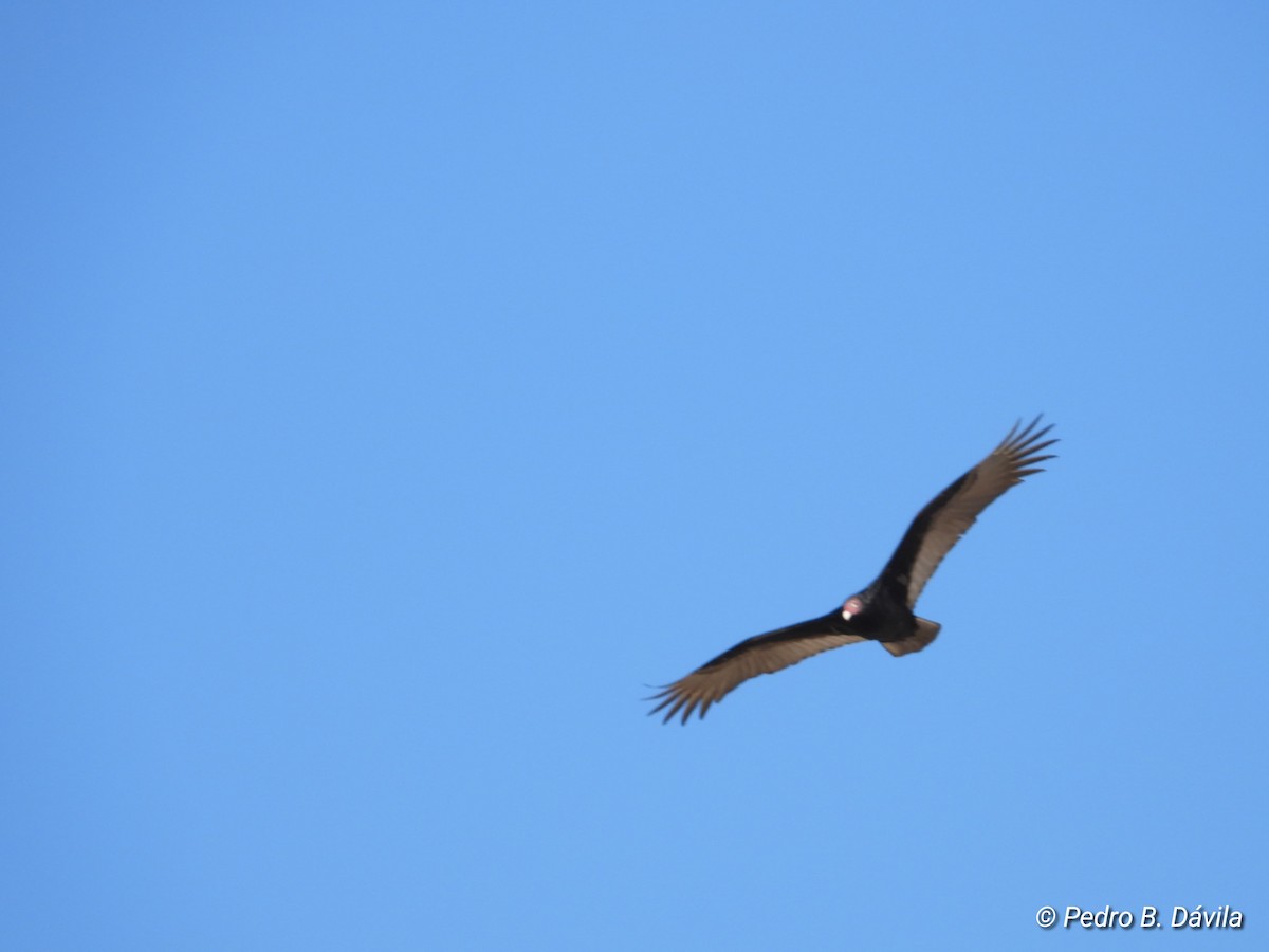 Turkey Vulture - ML613092943