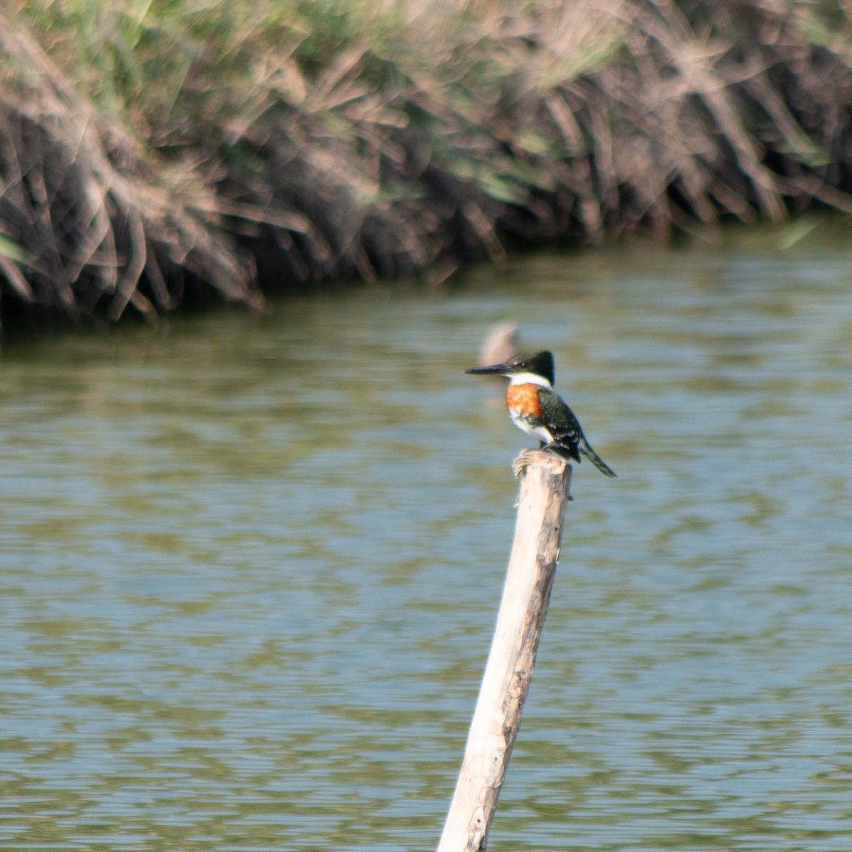 Green Kingfisher - ML613092947