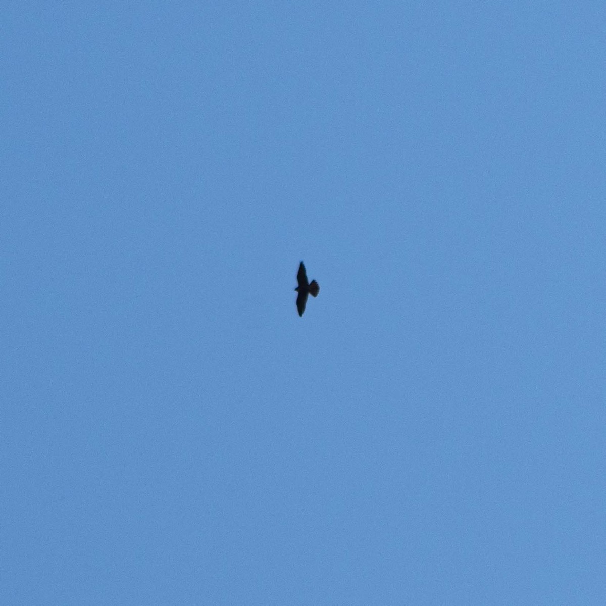 Peregrine Falcon - ML613092962