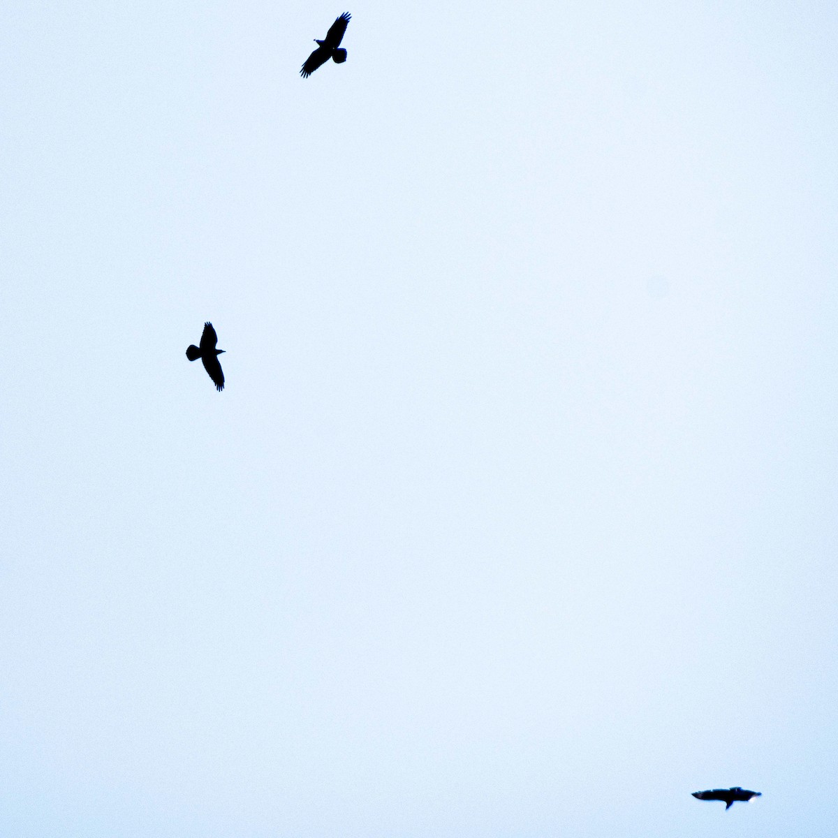 Common Raven - ML613092977