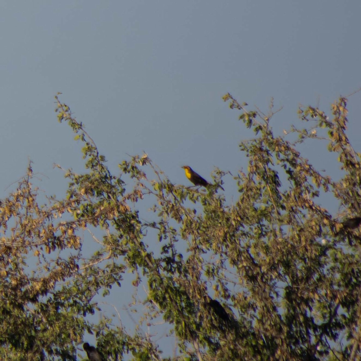 Yellow-headed Blackbird - ML613092986