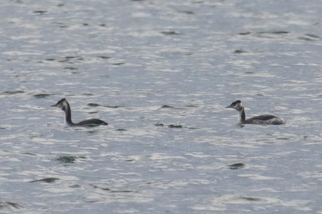 Great Crested Grebe - ML613093030