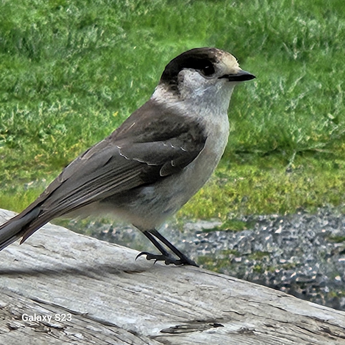 Canada Jay - ML613093064