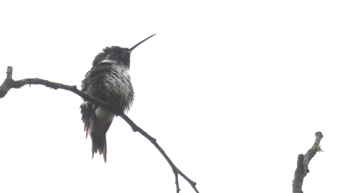 White-bellied Woodstar - ML613093100