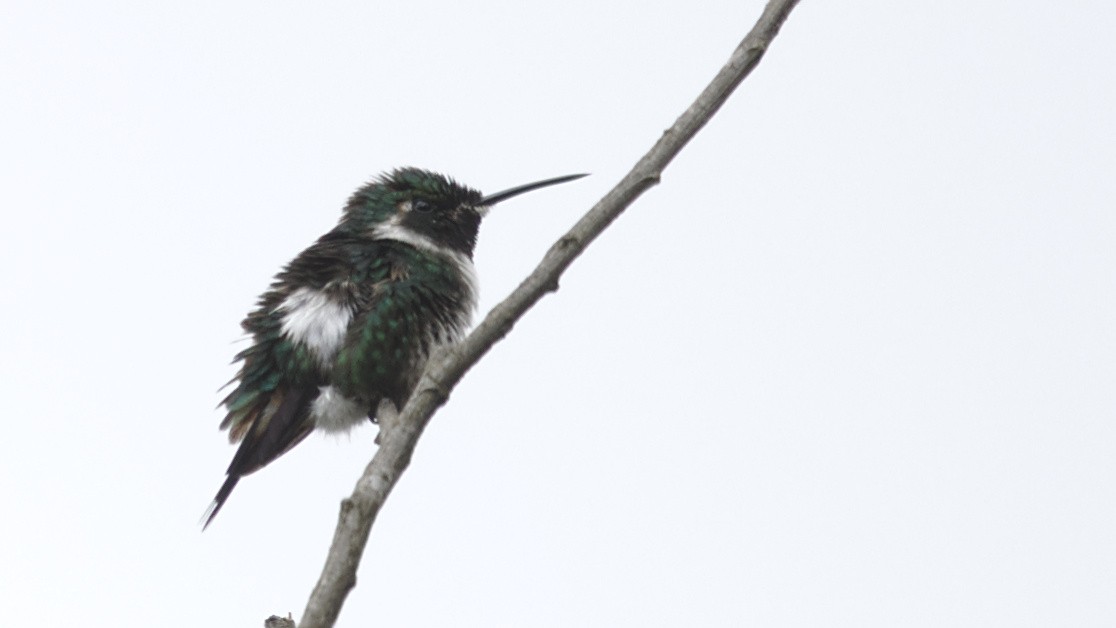 White-bellied Woodstar - ML613093101