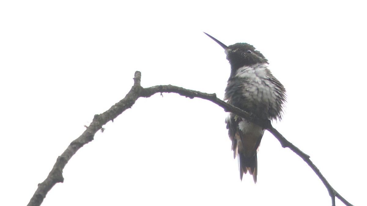 White-bellied Woodstar - ML613093102