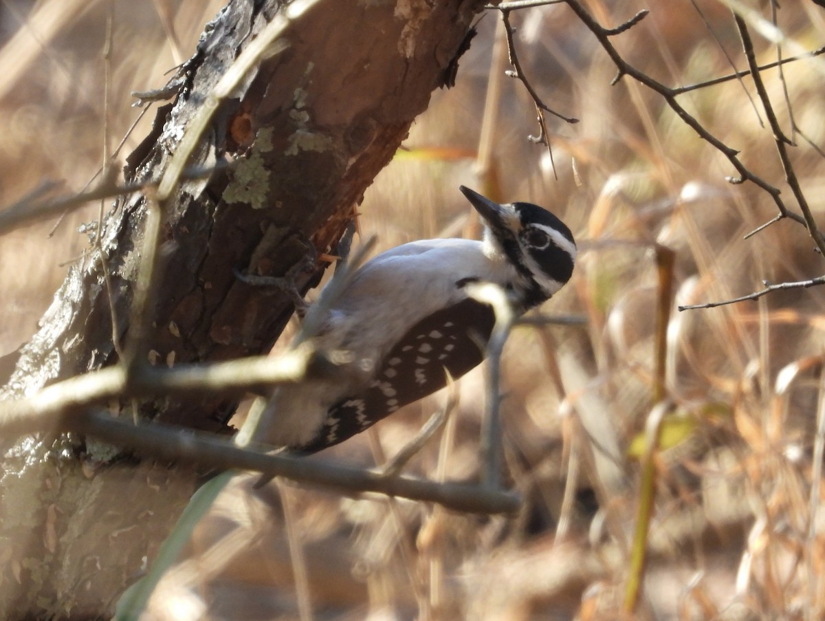 Hairy Woodpecker - ML613093107