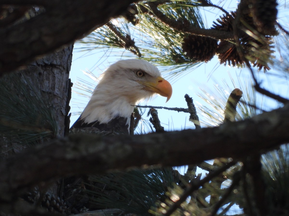 Weißkopf-Seeadler - ML613093121