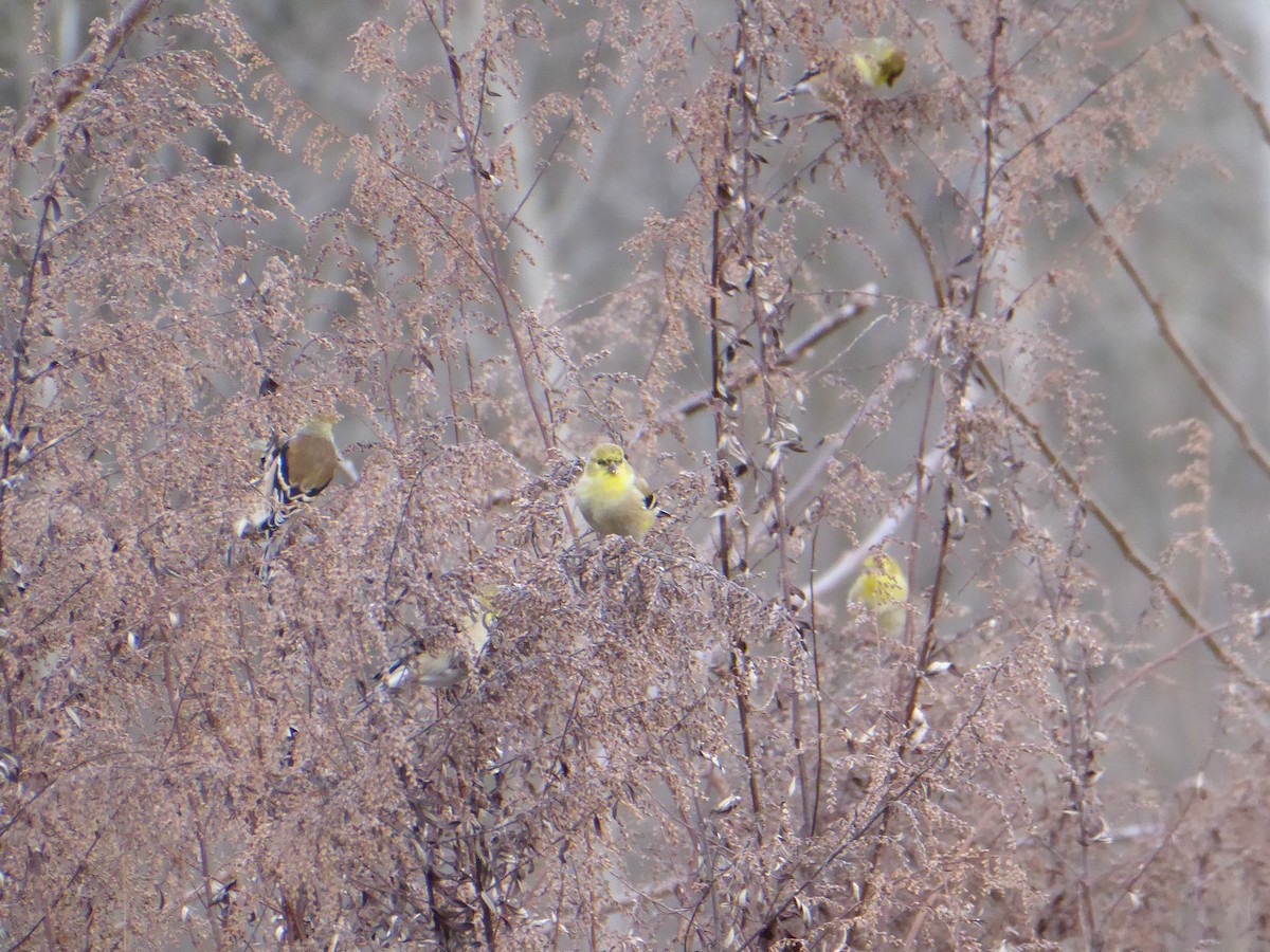 American Goldfinch - ML613093142
