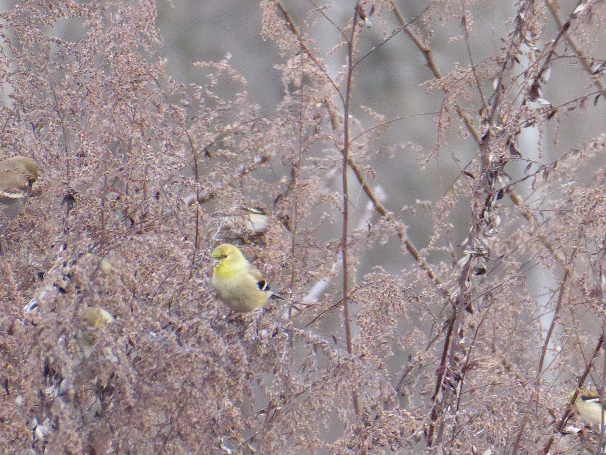 American Goldfinch - ML613093153