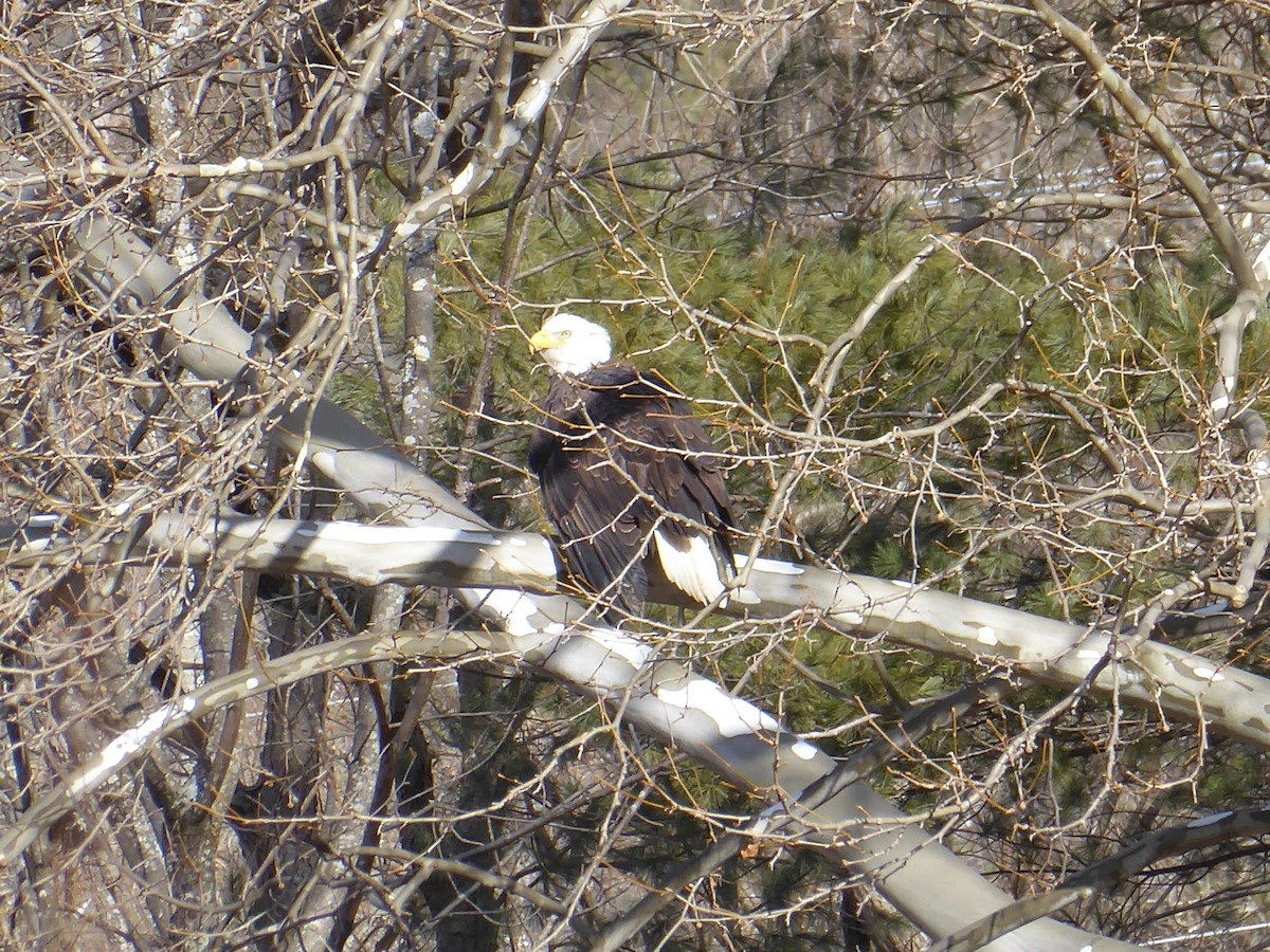 Bald Eagle - ML613093163