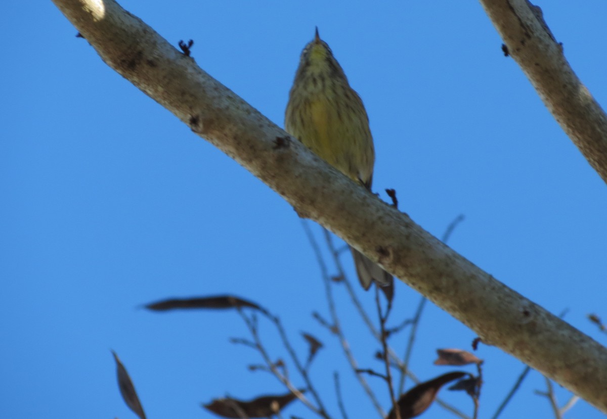 Cape May Warbler - ML613093174