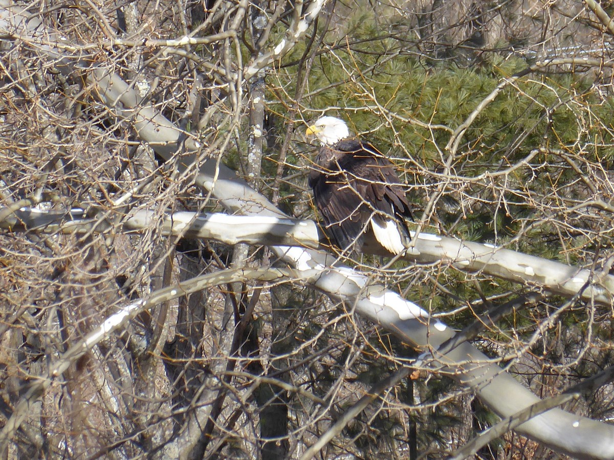 Bald Eagle - ML613093178