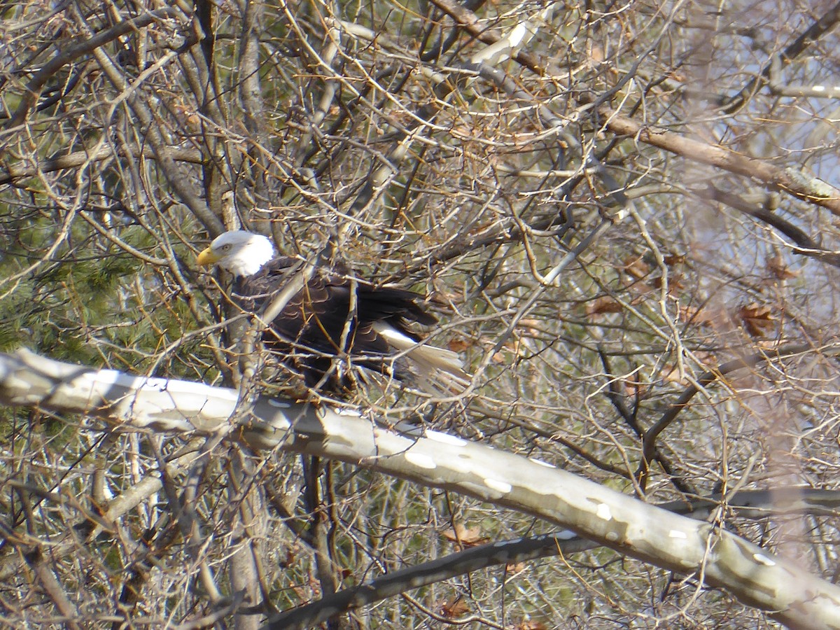 Bald Eagle - ML613093192