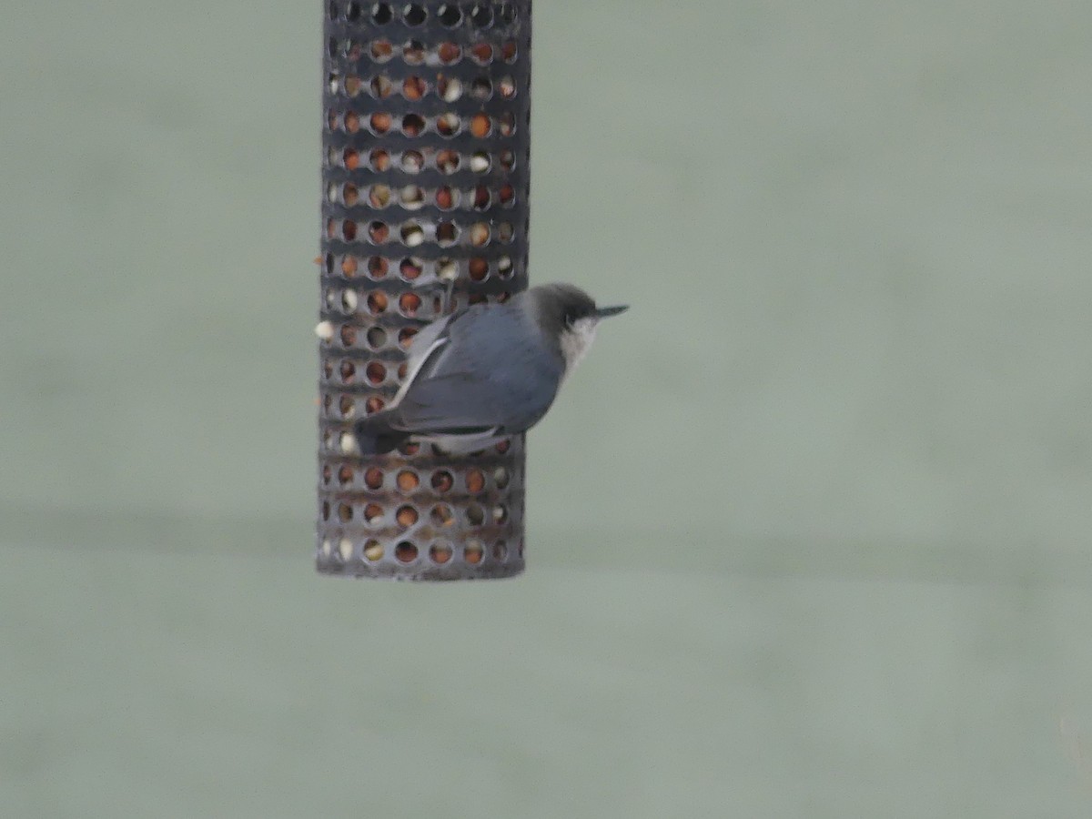 Pygmy Nuthatch - Daniel Sawatzky