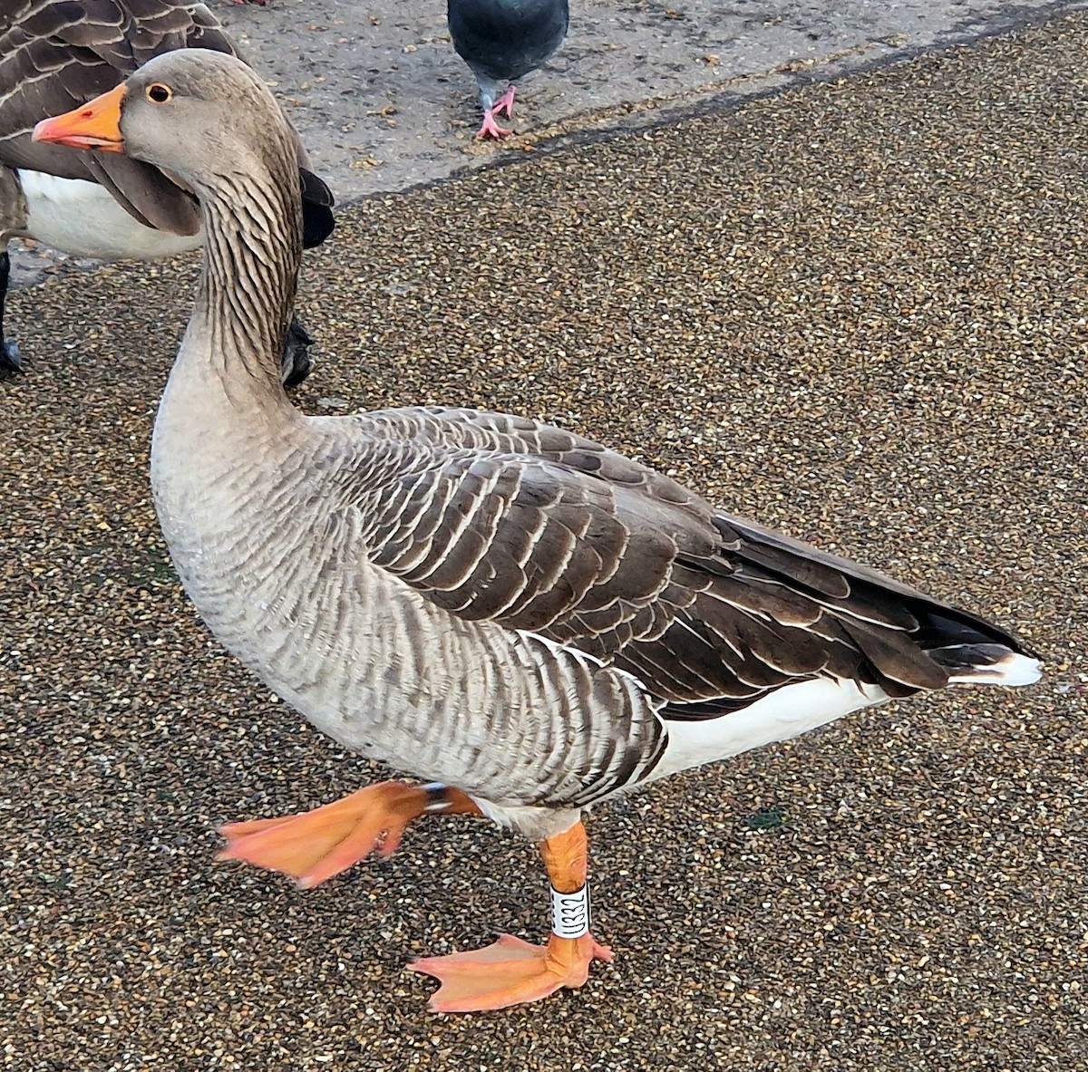 Graylag Goose - Stephen Harris