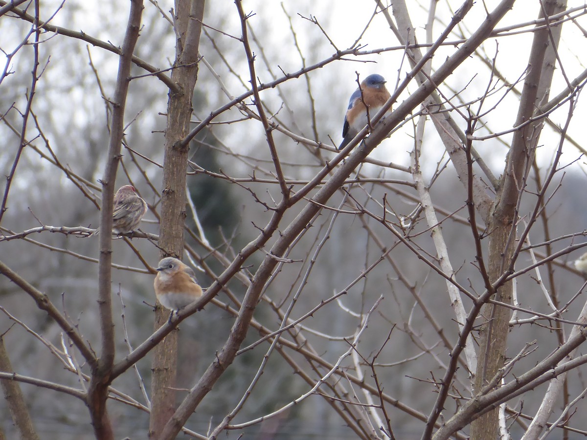 Eastern Bluebird - ML613093206
