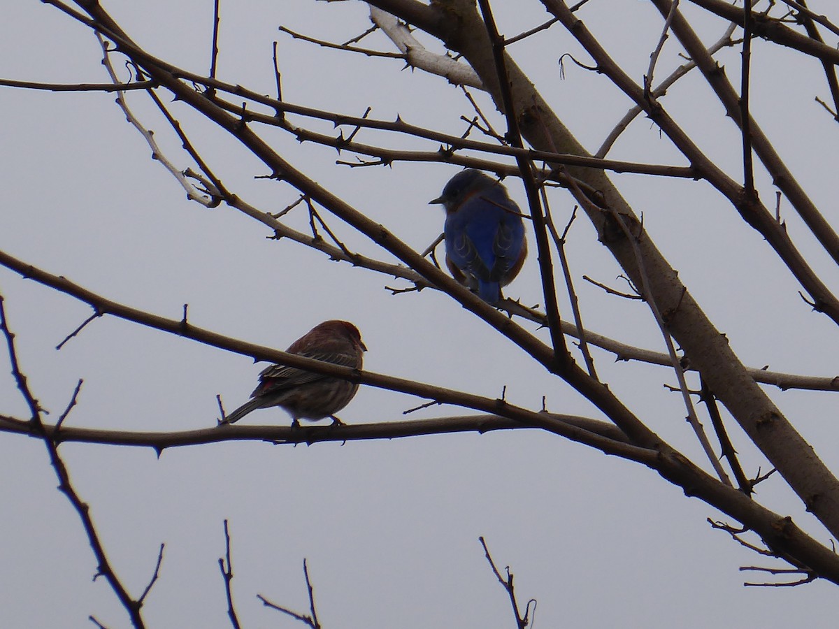 Eastern Bluebird - ML613093213