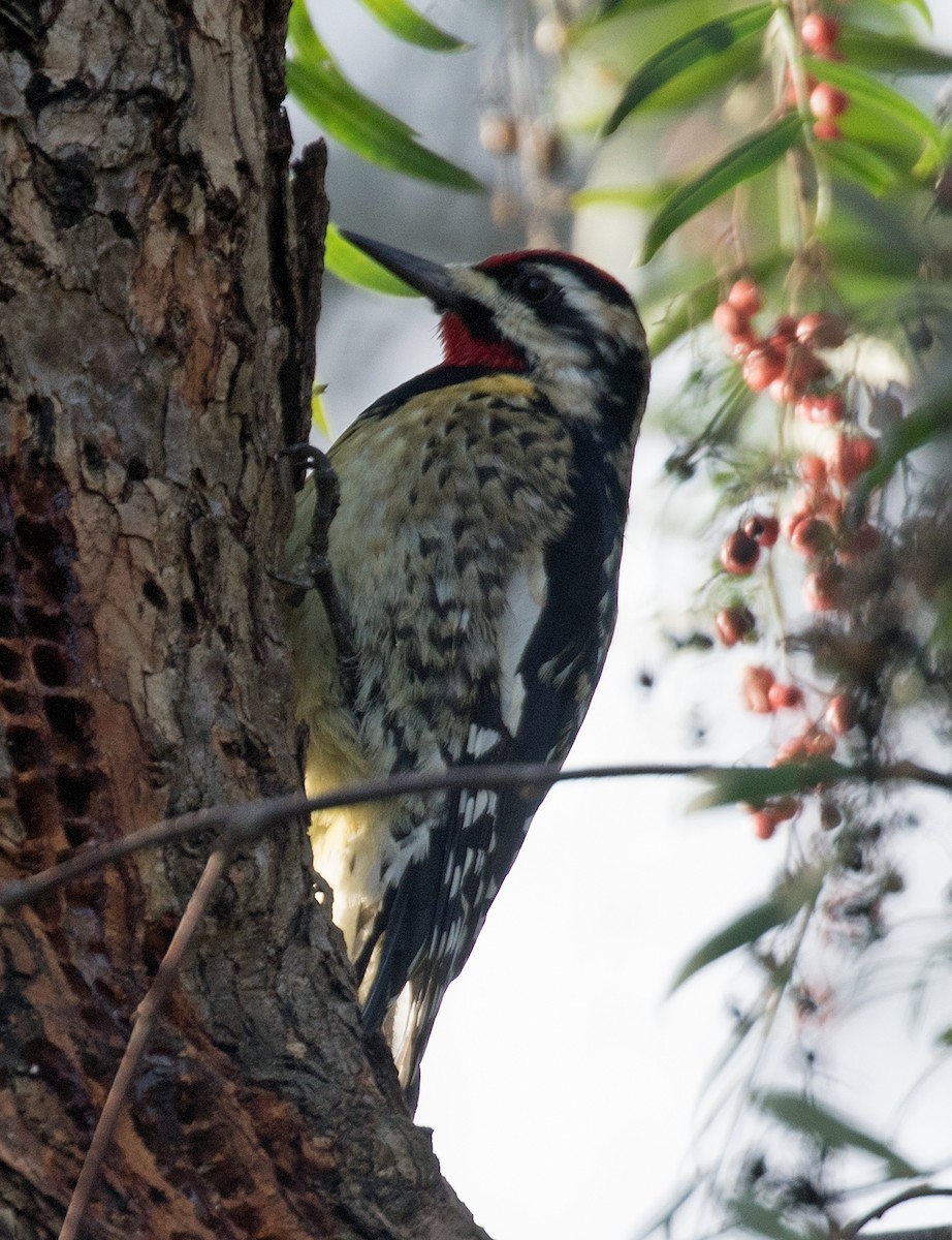 Yellow-bellied Sapsucker - Malcolm Blanchard