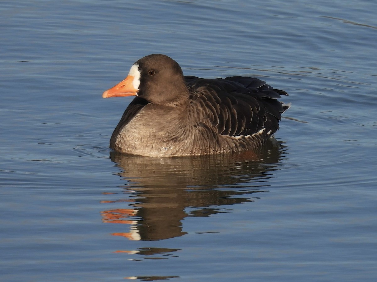 Greater White-fronted Goose (Greenland) - ML613093225