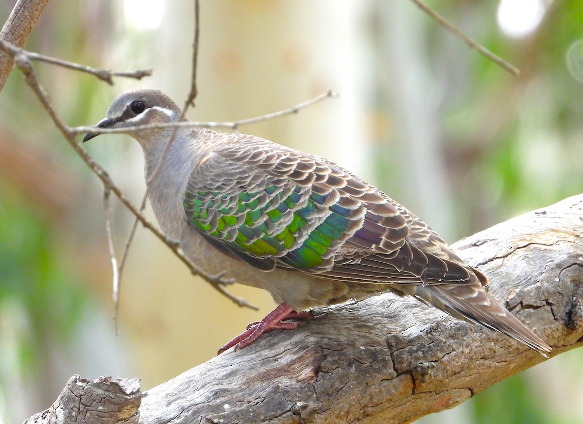 Common Bronzewing - ML613093230