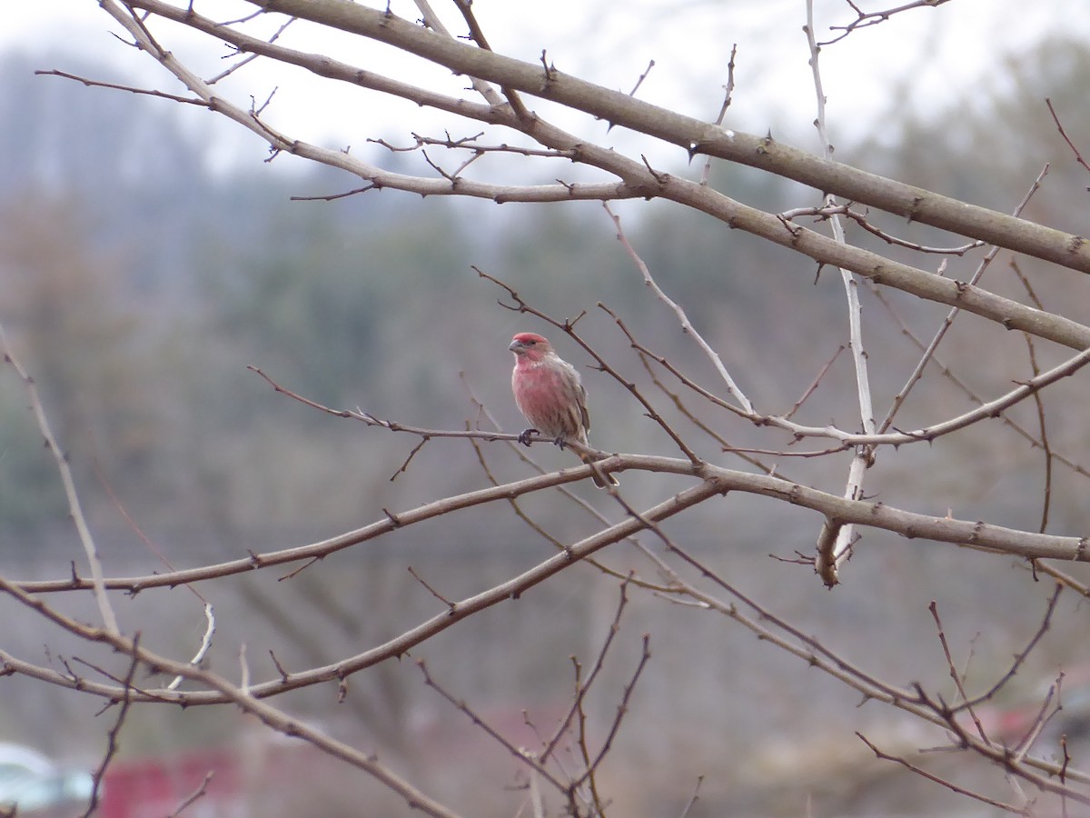 House Finch - ML613093233