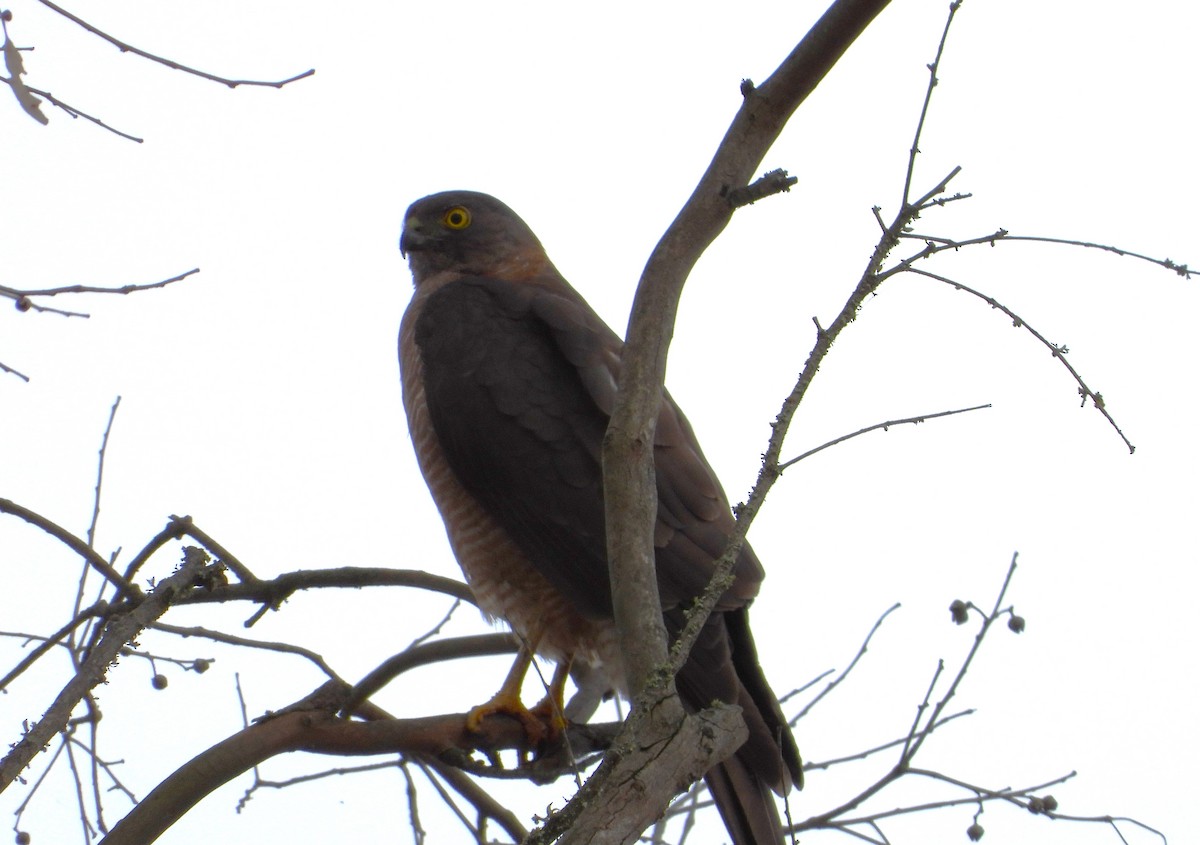 Collared Sparrowhawk - ML613093236