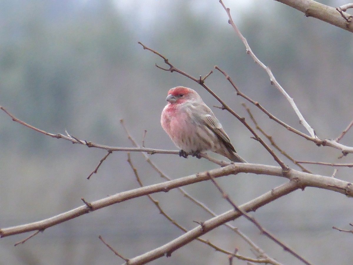 House Finch - ML613093238