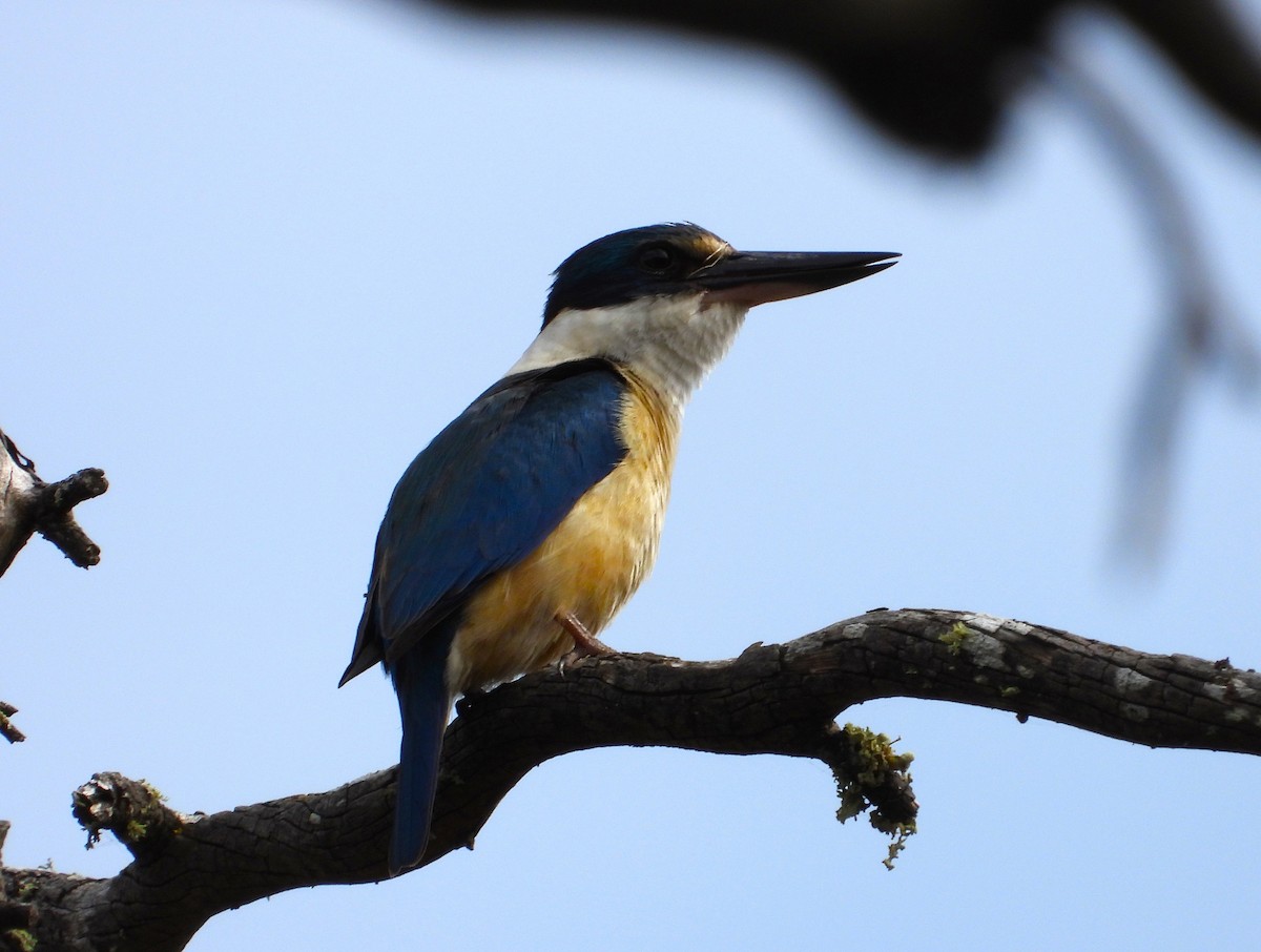 Sacred Kingfisher - ML613093251