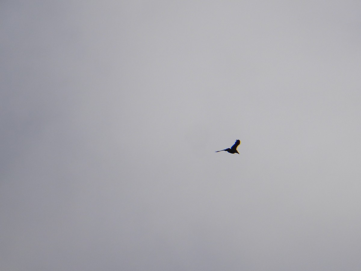 Common Raven - ML613093252