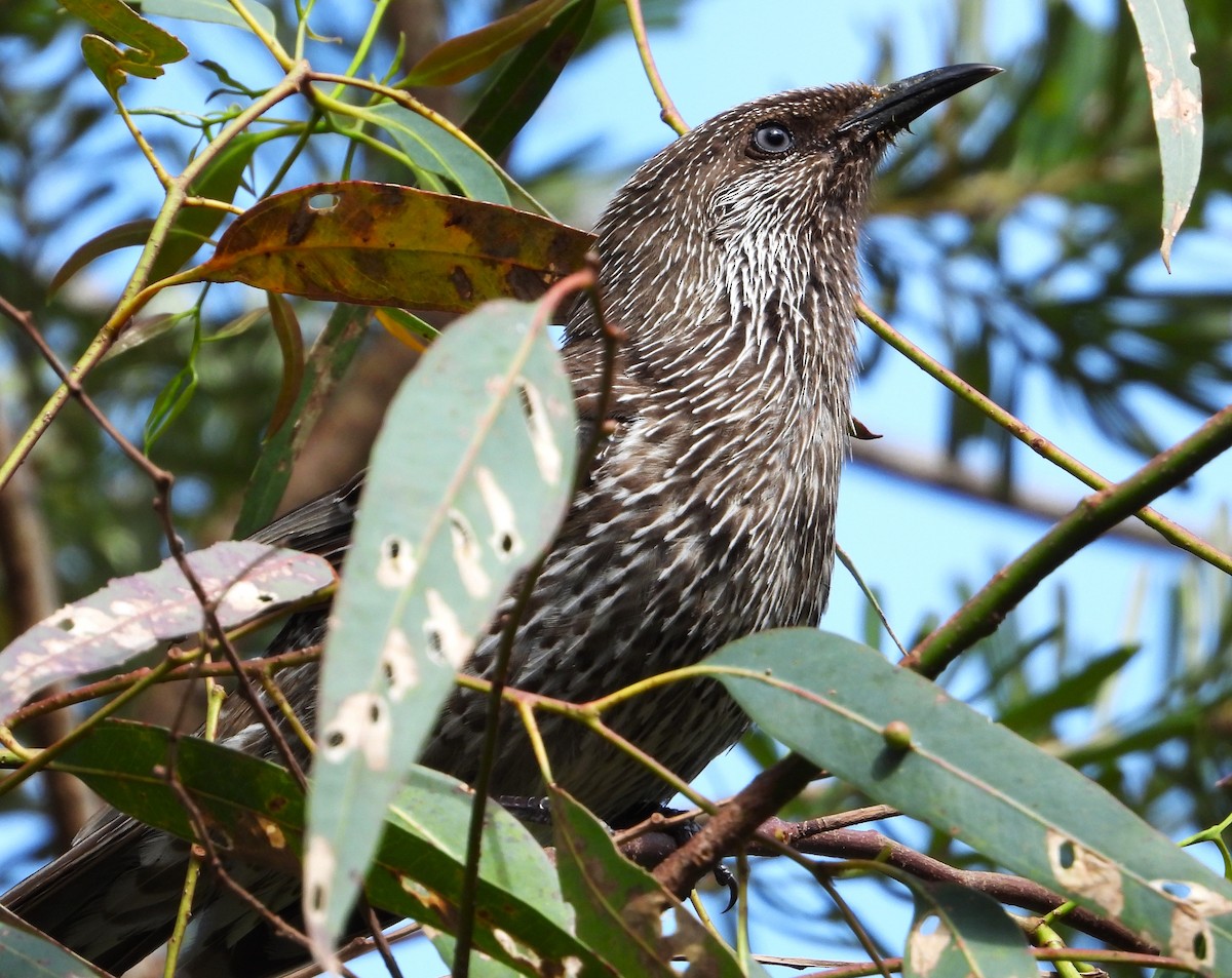 Little Wattlebird - ML613093259