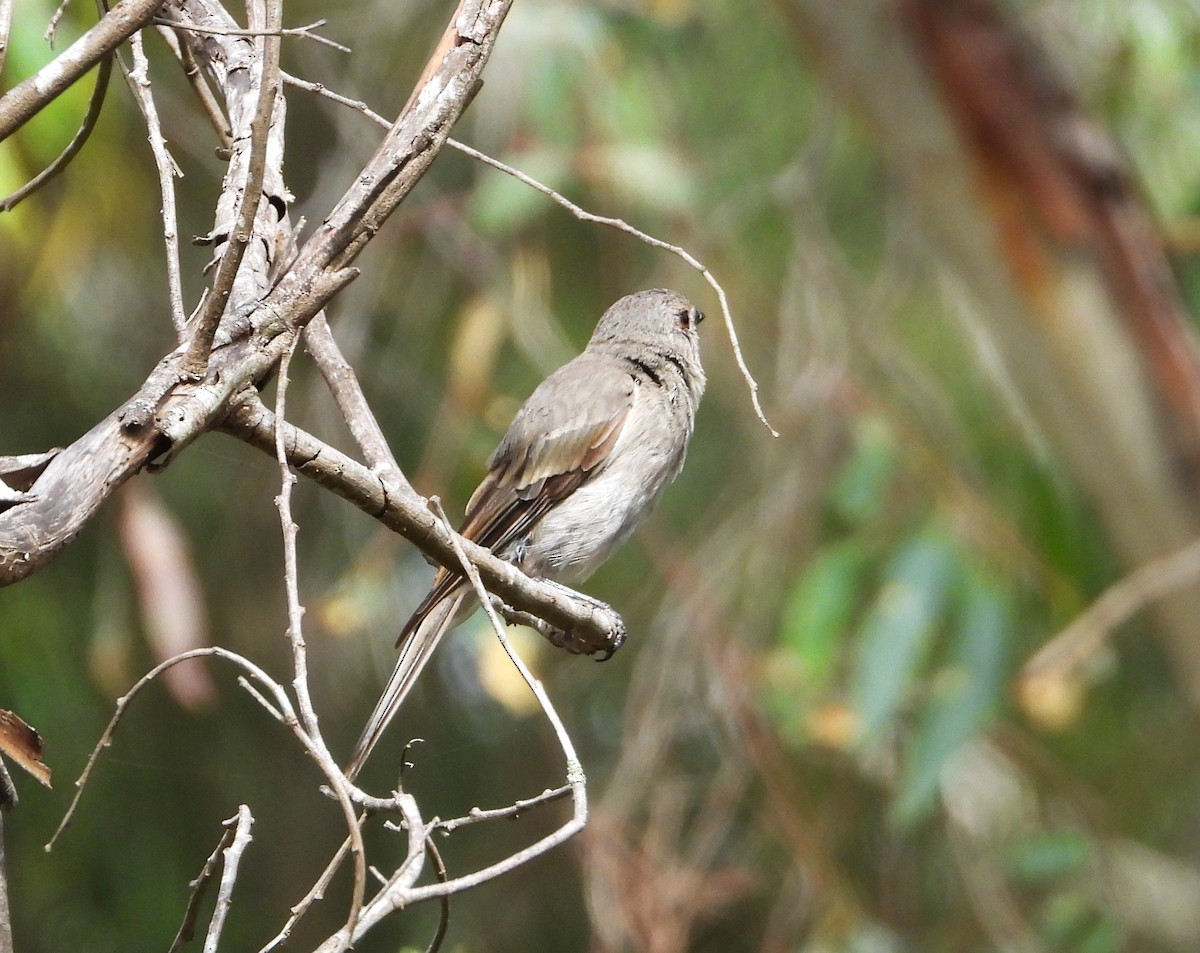 Golden Whistler - Gordon Rich