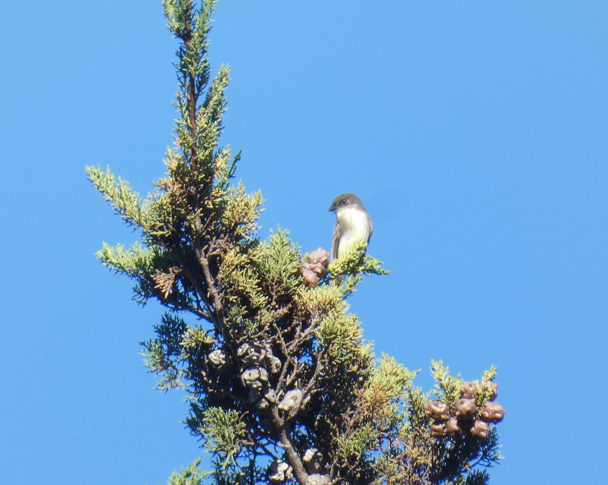 Eastern Phoebe - ML613093323