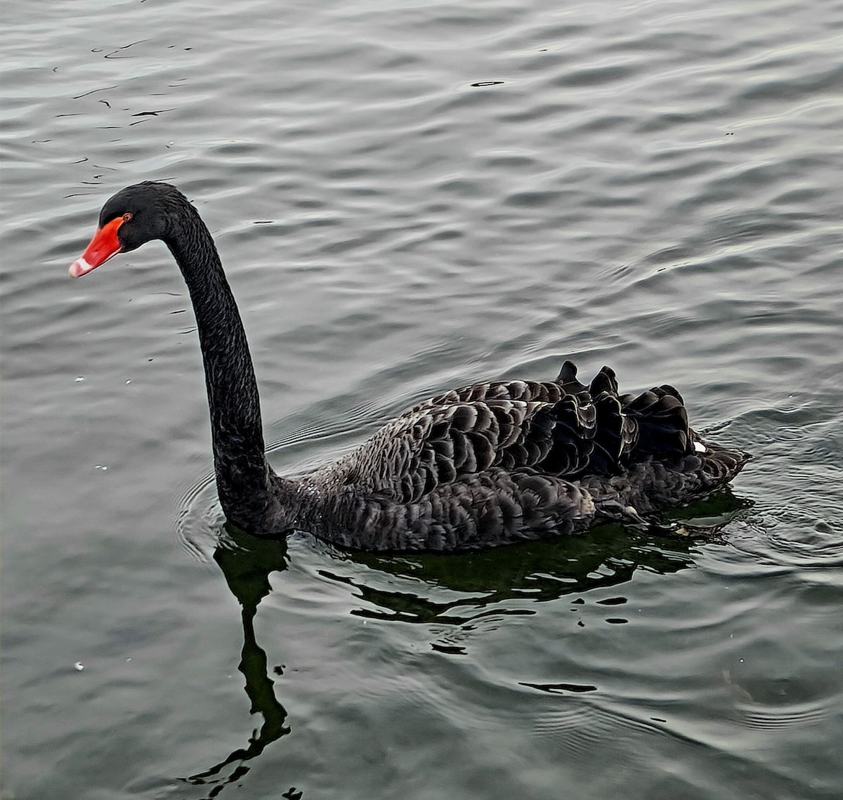 Black Swan - Stephen Harris
