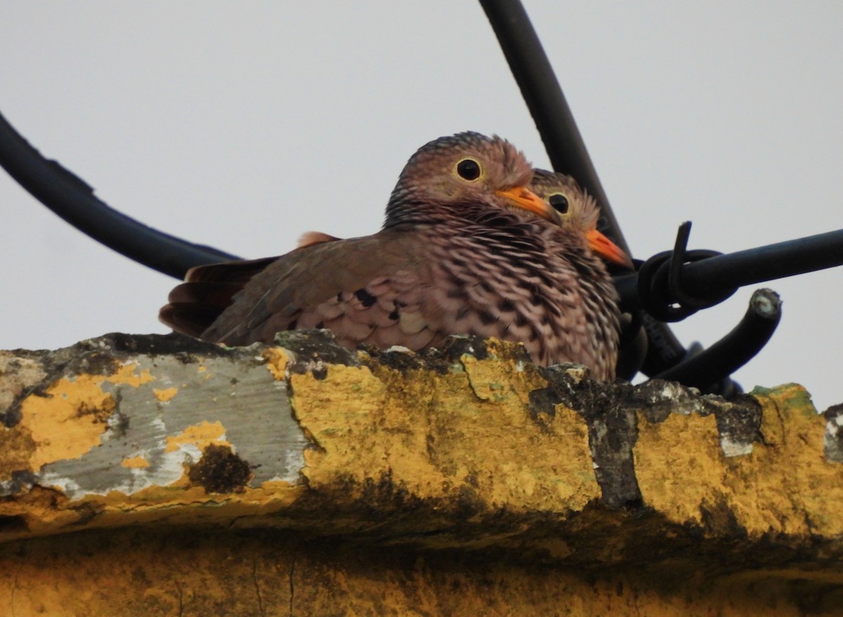 Common Ground Dove - ML613093332